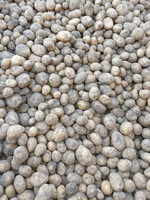 Ziemniaki Huragany 1 zł/kg