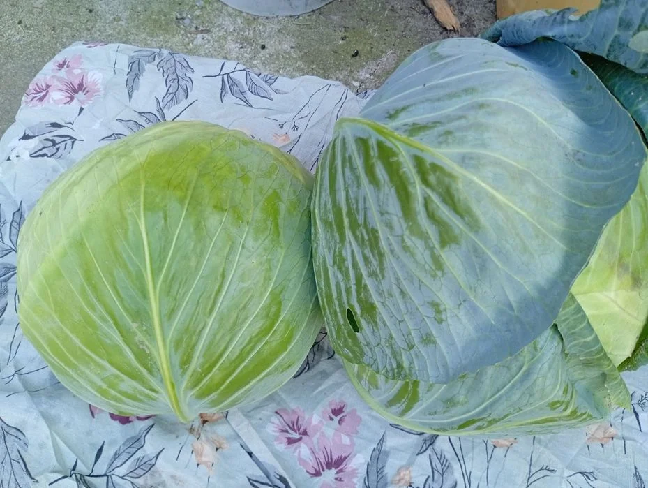 Kapusta biała Ambrozja – zdjęcie 3
