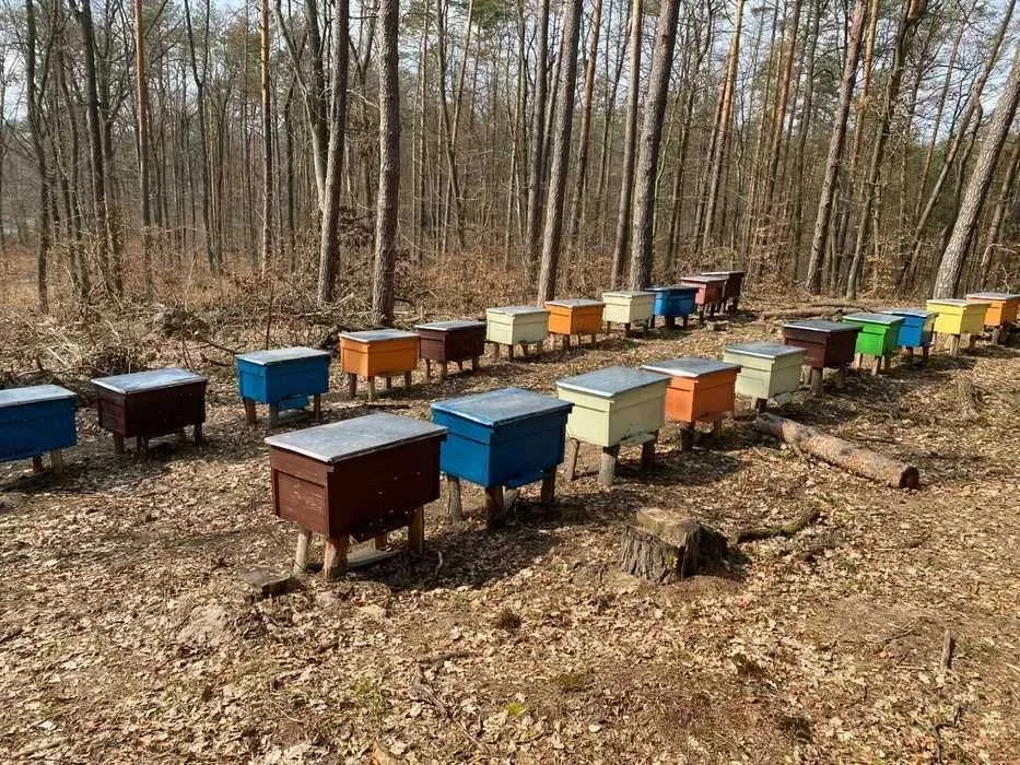 Naturalny MIÓD WIELOKWIATOWY Polski !Z Własnej PASIEKI - Wiadra miod – zdjęcie 5