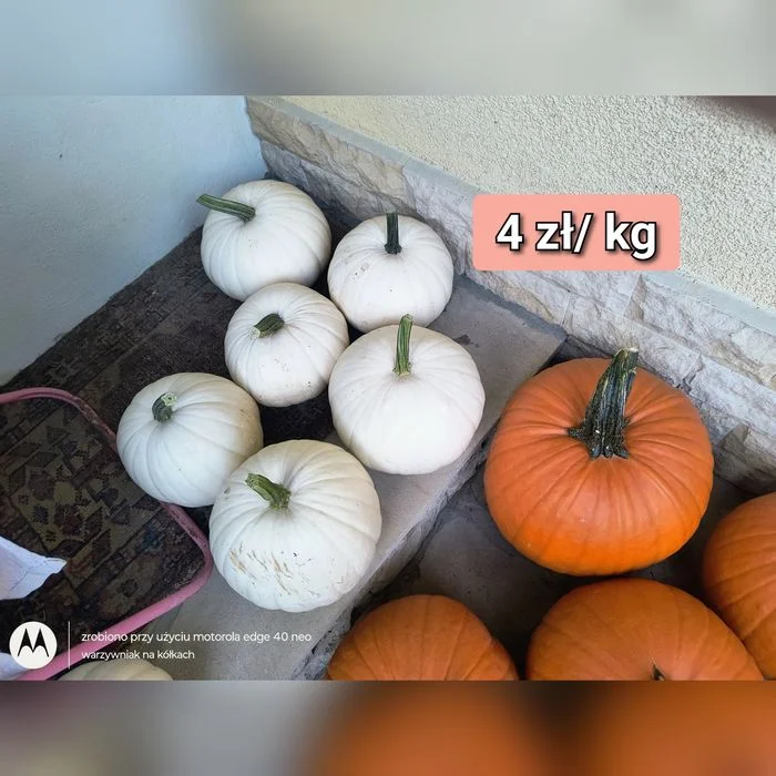 Dynię, różne kolory i wielkość – zdjęcie 7