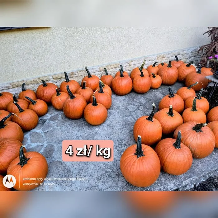 Dynię, różne kolory i wielkość – zdjęcie 6