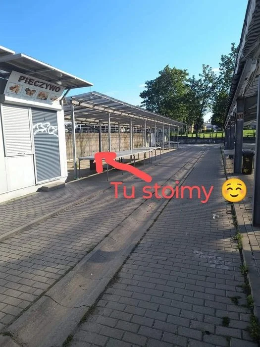 Dynię, różne kolory i wielkość – zdjęcie 8