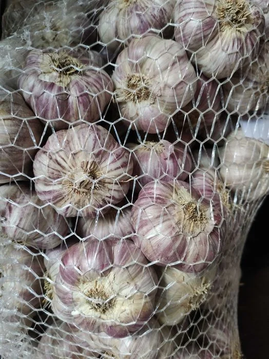 Duże główki - Czosnek Harnaś - dostępne 400kg – zdjęcie 2