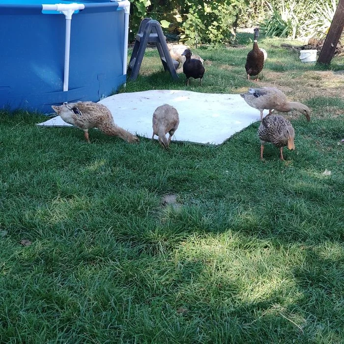 Kaczki biegusy indyjskie