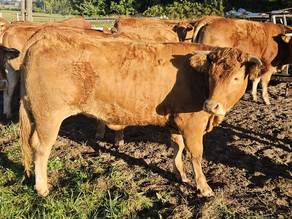 Sprzedam jałówki limousine – zdjęcie 6