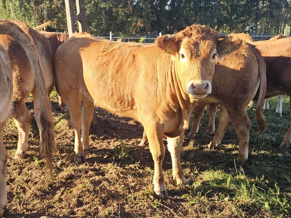 Sprzedam jałówki limousine – zdjęcie 3