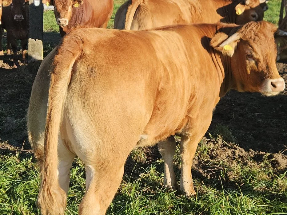 Sprzedam jałówki limousine – zdjęcie 5