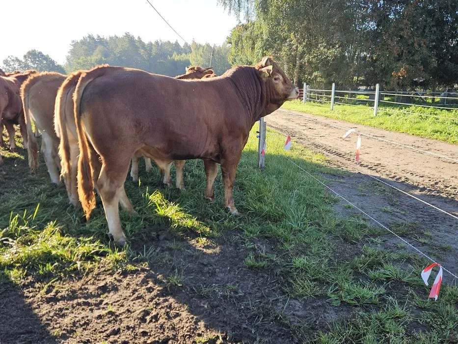 Sprzedam jałówki limousine – zdjęcie 7