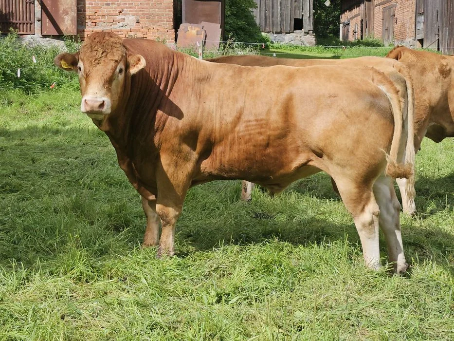 Sprzedam jałówki limousine – zdjęcie 8