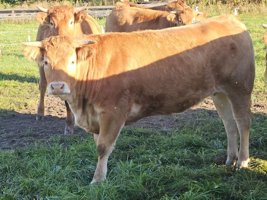 Sprzedam jałówki limousine – zdjęcie 4