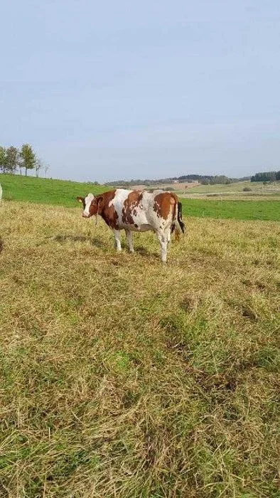 Krowa wysokocielna