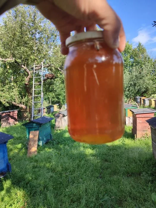 Miód faceli Lipa 18zł 1kg