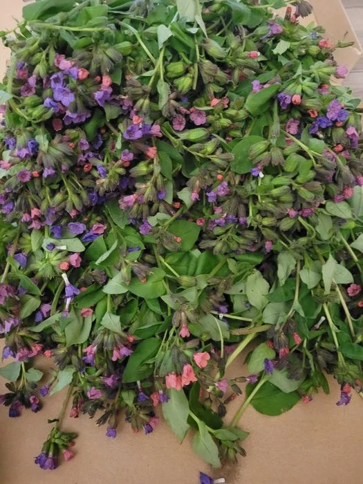 Ziele miodunki miodunka suszona 30g płucnica – zdjęcie 2