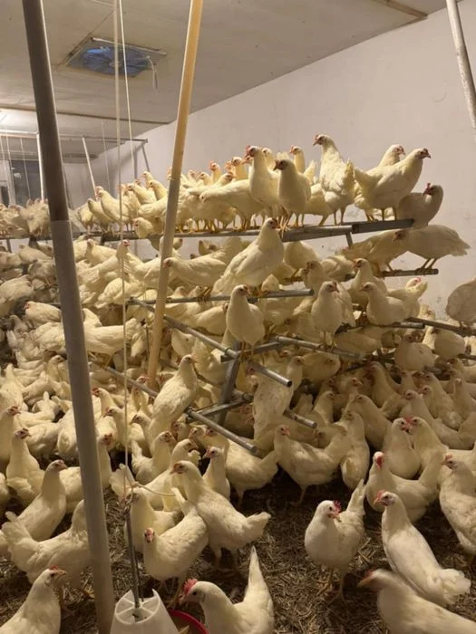 Kury nioski leghorn 22tyg – zdjęcie 3