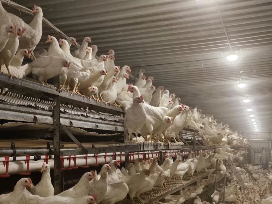 Kury nioski leghorn 22tyg – zdjęcie 4
