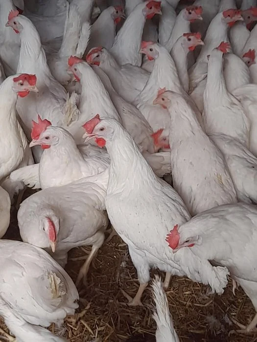 Kury nioski leghorn 22tyg