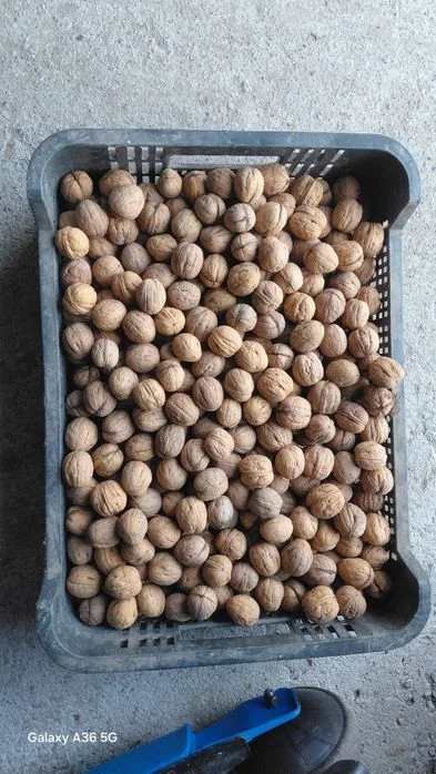 Oddam za dobrom kawę w ziarkach 1kg