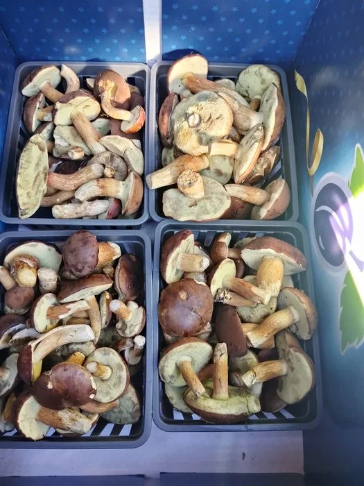 Sprzedam grzybki świeże codziennie zbierane.Możliwość dowozu – zdjęcie 2