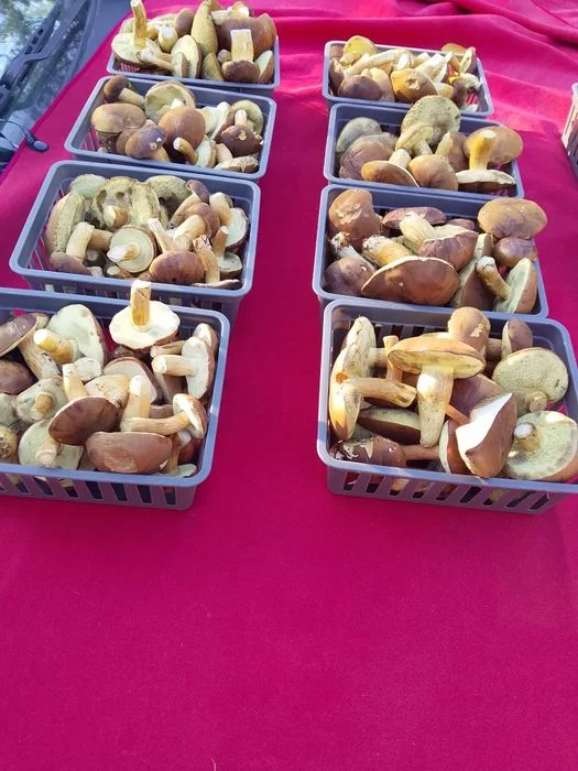 Sprzedam grzybki świeże codziennie zbierane.Możliwość dowozu