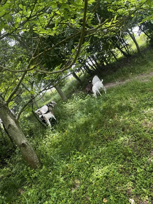 Kozy sprzedam młode – zdjęcie 3