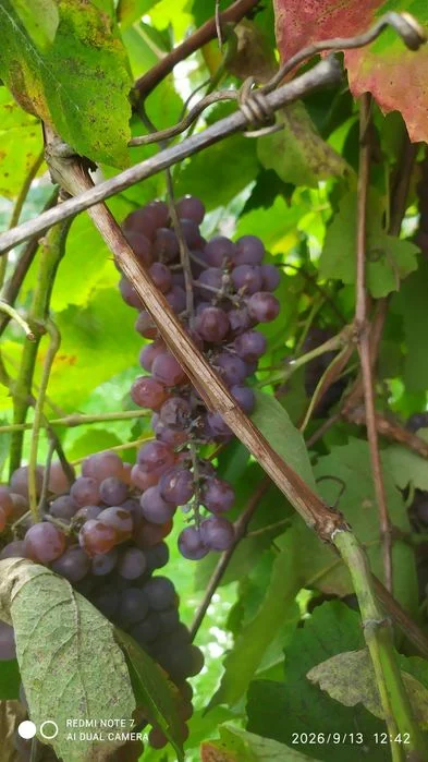 Winogrono różowe bezpestkowe ekologiczne – zdjęcie 3