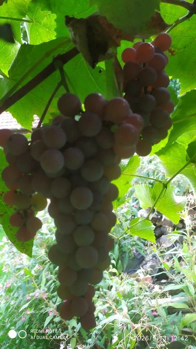 Winogrono różowe bezpestkowe ekologiczne – zdjęcie 2