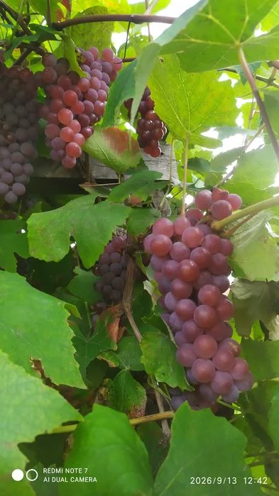 Winogrono różowe bezpestkowe ekologiczne – zdjęcie 5