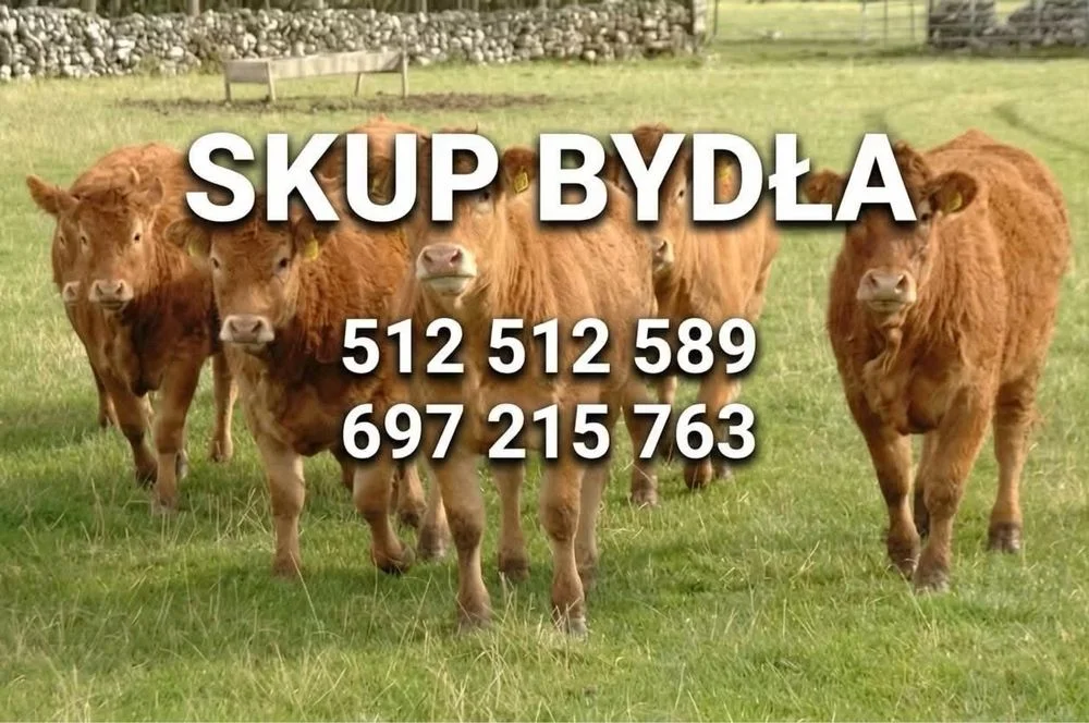 Skup bydla byk krowa jalowka miesne zapraszam – zdjęcie 2