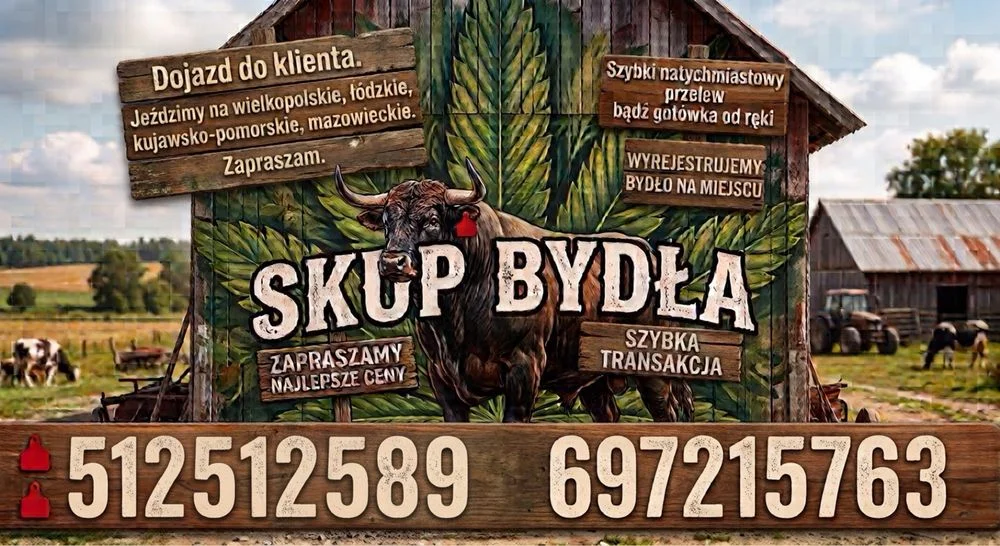 Skup bydla byk krowa jalowka miesne zapraszam