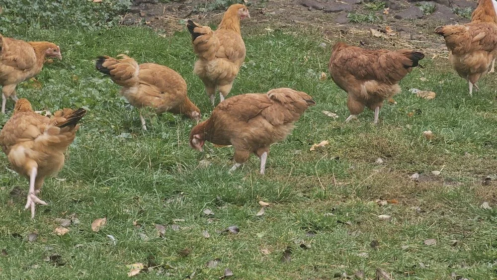 Młode kurki wolny wybieg