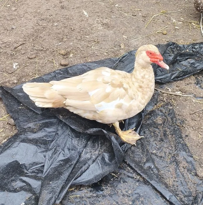 Kaczki piżmowe żółte buff para