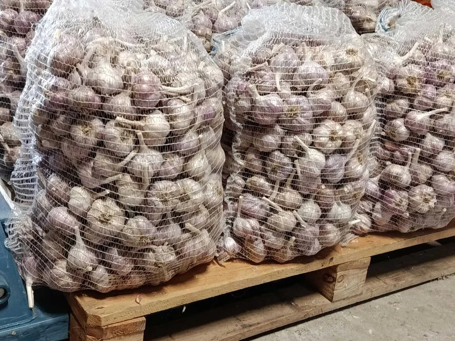 Harnaś Zdrowy Czosnek na kg - dostępne 500kg – zdjęcie 2