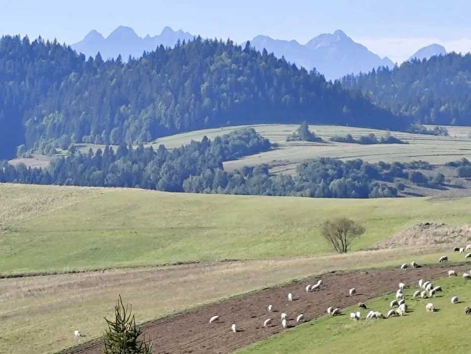 Nowy domek w górach z widokiem na Tatry i Pieniny. Cicha okolica – zdjęcie 3