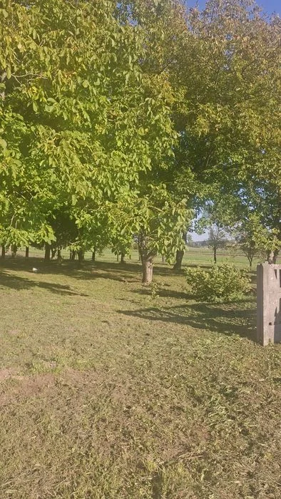 Orzechy włoskie eko tegoroczne – zdjęcie 4