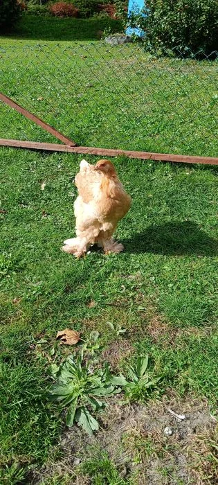 Brahma brahmy lemon pyle – zdjęcie 2