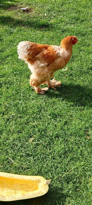 Brahma brahmy lemon pyle – zdjęcie 7