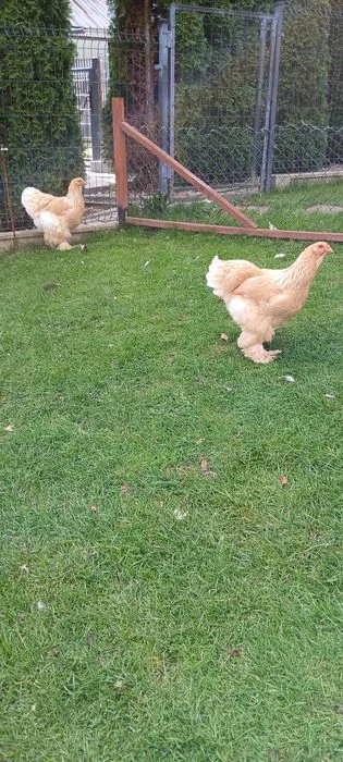 Brahma brahmy lemon pyle – zdjęcie 5
