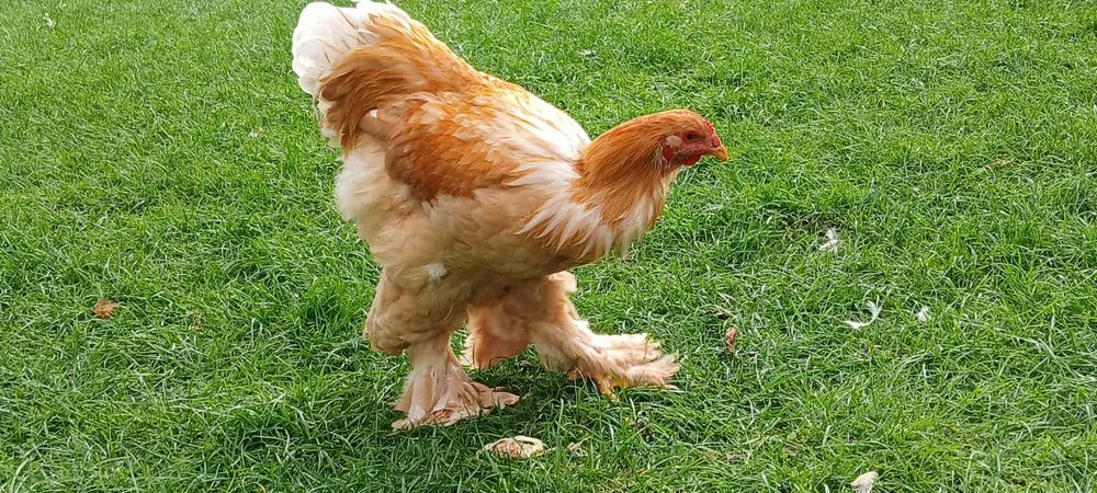 Brahma brahmy lemon pyle – zdjęcie 6