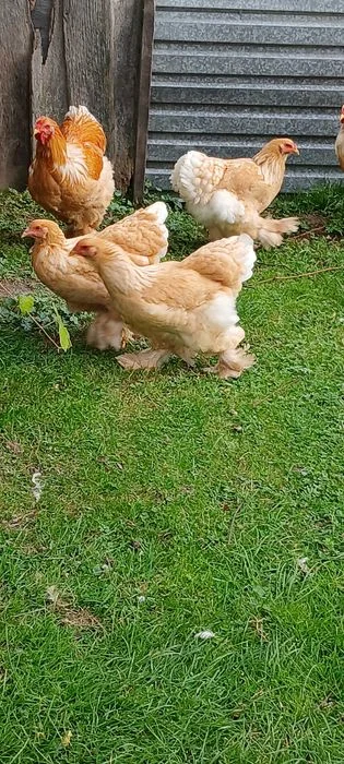 Brahma brahmy lemon pyle