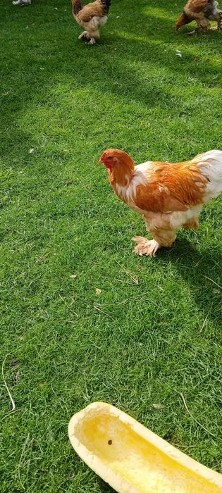 Brahma brahmy lemon pyle – zdjęcie 4