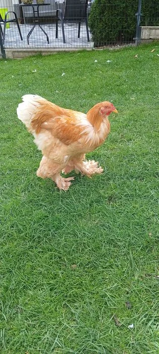 Brahma brahmy lemon pyle – zdjęcie 3