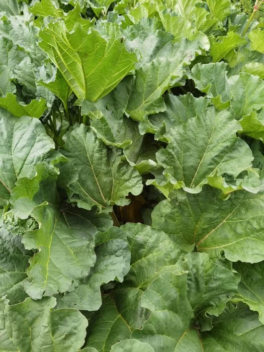 Ziemniaki ekologiczne, rabarbar, lubczyk – zdjęcie 3
