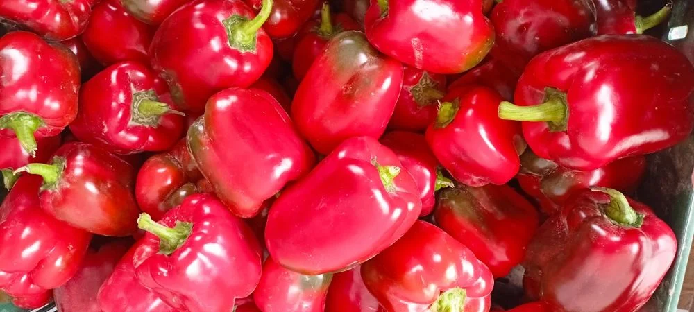 Sprzedam paprykę gruntową czerwoną – zdjęcie 3