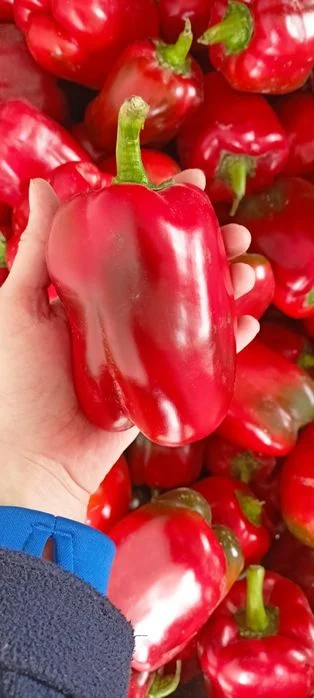 Sprzedam paprykę gruntową czerwoną – zdjęcie 2