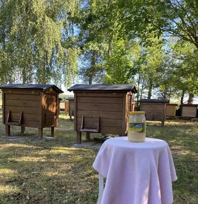 Miód rzepakowy 5 słoików