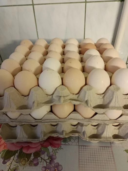 Wiejskie,świeże na wolnym wybiegu jaja od kur – zdjęcie 3