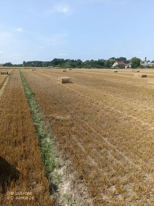 Słoma w dużej kostce – zdjęcie 3