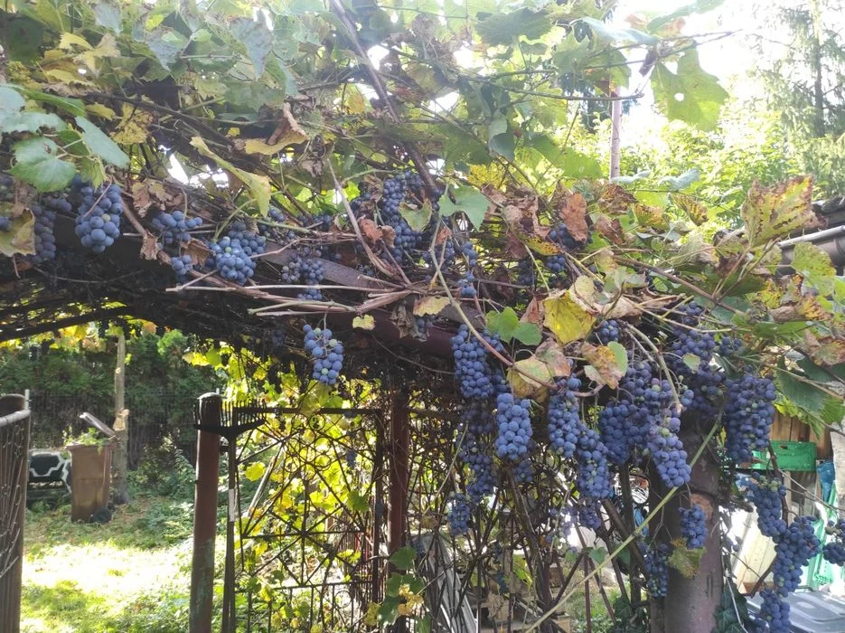 Oddam winogron za darmo około 130 kilo