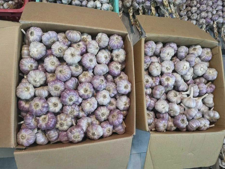 Czosnek HARNAŚ, polski czosnek ! warkocze, pęczki, sztuki, wianki