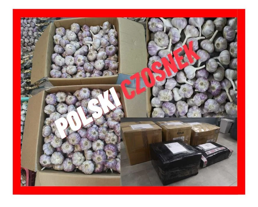 Czosnek HARNAŚ, polski czosnek ! warkocze, pęczki, sztuki, wianki – zdjęcie 5